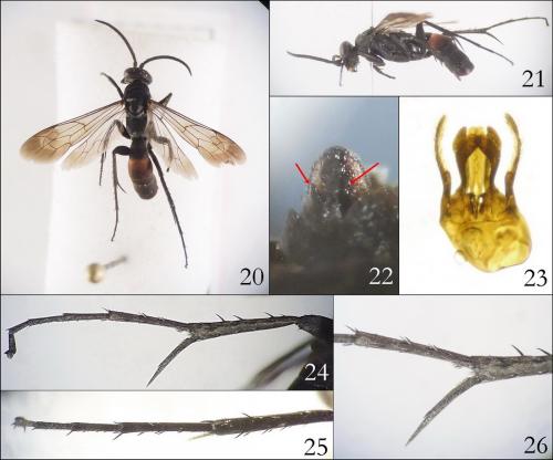 Réf. 243 293 : Evagetes siculus